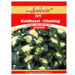 SENECIO Ivy Hedera Helix Goldheart Climbing Creeper Pack Of 10 Seeds