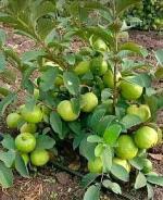 Earth Angels Guava PlantPeyara PlantBaruipur Guava live plant, Amrood plant (1.5-2.5 feet