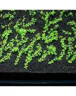 Mixed Aquarium Plant Seeds, Aquarium Soil and Fish Food