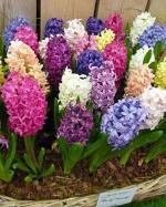 Audbhidhi NARCISSUS Imported Flower Bulbs For Winter Season Flower Bulbs For Home Garden Pack Of 2Bulbs(Multicolour)