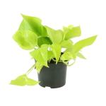 PARYAVARAAN Money Plant Golden Pothos Live Indoor Plant With Pot For Home Gardening