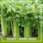 Farmgokart | 1000 Seed Pack of CELERY Seeds| Best Suitable For Terrace And Home Gardening