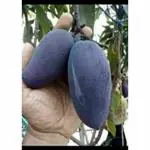 Cloud Farm Black Stone Grafted hybrid Mango Healthy Plant, Pack of 1Healthy Plant & Fresh Most Expensive Variety Size 1.5 to 2 feet CF_1026