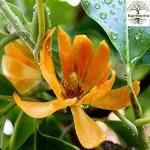 Kapebonavista Champa Son Champa Champaa Champaka Sachochampo Golden Champa Tita-sopa Chaaanp Sachochampo Magnolia champaca Michelia Champaca Living Plant