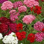 PARYAVARAAN Open Pollinated Sweet William Flower Seeds Multicolor (50 Seeds Pack)