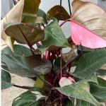 Hug A Plant Philodendron Pink Princess - Live Plant (Home & Graden)