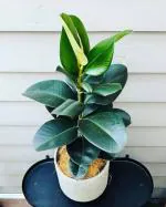 Cloud Farm Hybrid Purple Rubber Tree - 200 mm CF920