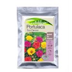 SENECIO Portulaca Sun Dancer - Pack of 30 Seeds