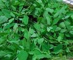PARYAVARAAN Vegetable Seeds | Bathua Saag hybrid Vegetable Seeds For Gardening ( 50 SEEDS )