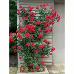 Rare Grafted Red Rose Gulab Flower Live Plant Decorative Fragrant outdoor perinnial Plant For Balcony, Terrace, Outdoor Gardening 1 Healthy Live Plant CF_2106
