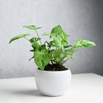Floweraura Decorative Air Purifying Green Syngonium Live Indoor Plant In White Metal Vase Pot For Living Room, Table Corner, Bedroom, Balcony, Office/Home Decor And Gifts For Friends, Relatives, Neighbours & Colleagues