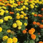 Jignisha Seeds Marigold Mix Hybrid Flower Seeds - Pack Of 50