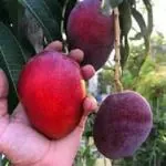 Cloud Farm Original Miyazaki Mango Grafted hybrid Healthy plant,Pack of 1(Plant- 1.5 Feet Height) Healthy Fruit Plant For Home Garden Plants Tree CF_1007