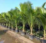 Cloud Farm Hybrid Coconut Plant - 200 mm CF79