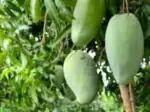 Online Plant Bazar Green Brunei King 4Kg Mango Grafted Live Plant