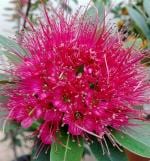 Online Plant Bazar Pink First Love Red Flower Live Plant