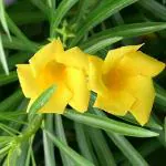 PARYAVARAAN kaner / Oleander Yellow Flower Live Outdoor Plant With Pot For Home Gardening