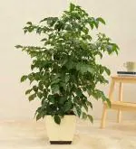 UGAOO China Doll Natural Live Indoor Plant With Pot (Extra Large)