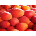 Exotica Orchids Taiwan Man Wen Mango Plant-Grafted