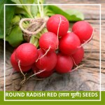 Farmgokart | 100 SeedsPack of ROUND RED RADISH SEEDS | Best Suitable For Terrace And Home Gardening