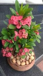 Cloud Farm Euphorbia Mili Crown of Thorns Healthy Flower Plant [CF14P]