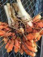 Cloud Farm Hybrid Holud Turmeric Plant - 200 mm CF_O191