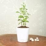 FlowerAura Decorative Holy Tulsi Live Indoor Plant With White Plastic Vase Pot For Pooja Room, Balcony, Office/Home Décor