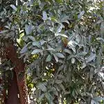 Kapebonavista Surangi Nageswar Surangan Chiuriana Punnag Suktlawng Mammea suriga sapling plant in poly bag.