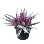 Ashokavanam Rhoeo Discolor (Tradescantia Spathacea) Plant