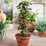 PLATONE Cherry Fruit Plant_CLD-entpl-78(x01