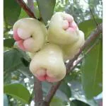 Cloud Farm Sweet Jamrul/Wax Apple Whater Apple Grafted Hybrid Plant White Water Apple Fruit Grafted Hybrid Plants & Tree Home Garden And Roof Garden Sweet Tasty Fruit Healthy Plant,CF_20