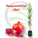 Cloud Farm Thailand Hybrid Red Anar/Pomegranate Fruit Plant, Pack Of 1,SCF_294