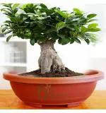 Bio Blooms Agro India Private Limited Oval Plastic Black Bonsai pots Pot for Outdoor pack of 4