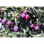 Cloud Farm Thailand Mango Tree plant Nam-Dok-Mai Si Mueng 18 inchTall Thai Purple Mango Juicy Fruit CF_1041