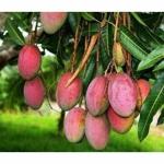 Cloud Farm All Season Gardens Hybrid Grafted Mango Plant Neelam Aam Tasty Variety Healthy Plants for Garden CF_1070