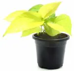India Gardening Golden Money plant, Scindapsus Golden, Epipremnum aureum Plant