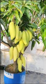 Zomoloco Fruit Mango Hybrid Plant - 135 Mm
