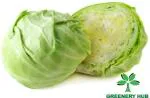 Greenery Hub Organic Cabbage Seeds (10 Per Packet)