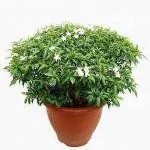 Cloud Farm Hybrid Chinese Tagar Jasmine Plant- 200 mm CF_O404