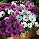 PARYAVARAAN Dimorphotheca Flower Seeds For Winter Season pack of 50 seeds