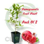Cloud Farm Thailand Hybrid Red Anar/Pomegranate Fruit Plant, Pack Of 2,SCF_290