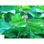 CooPany Flat Beens Seeds / Avarakkai Seeds Pack of 50 Seeds