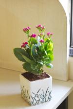 Rolling Nature Air Purifying Kalanchoe in Cube Aroez Ceramic Pot, White
