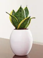 Rolling Nature Air Purifying Mini Snake Plant Sansevieria Hahnii Yellow Milt in White Oval Ceramic Pot