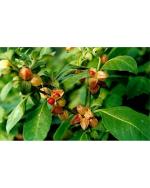 Afflorance Wilhania Ashwagandha Herbal Plant Seeds