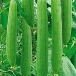 Tamransh Bahan Traders Sponge Gourd Seed , 60 Per Packet