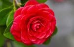 Globalplants Camelia Flower Plant nb