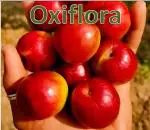 Oxiflora Thai Grafted Hybrid kashmiri Red Sundari Apple Ber Plant (Next Year Get Fruits)