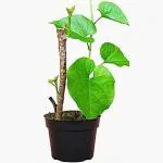 Sumit Greenery Natural Giloy Neem Tree live plant for immunity plant bel with pot Indoor Plants For Bedroom Healthy Live (Healthy Live Plant)