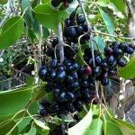 Earth Angels Jamun PlantJam Plantjamun Hybrid Plants Sweet And Big Size Fruit